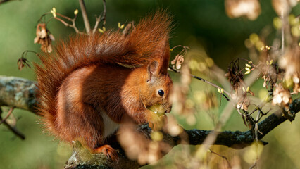 A red squirrel that lives in the city and is fed by me. © J.M.C. Foto