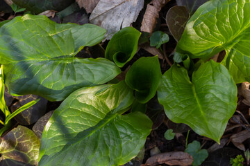 Cuckoopint or Arum maculatum arrow shaped leaf, woodland poisonous plant in family Araceae. arrow...