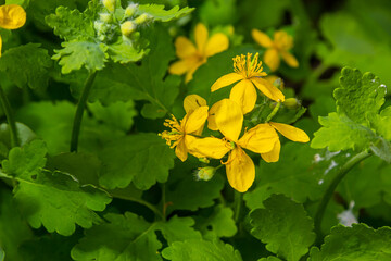 Macro photo of nature yellow flowers of celandine. Background blooming flowers plant celandine