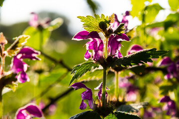 Pink flowers of spotted dead-nettle Lamium maculatum. Medicinal plants in the garden