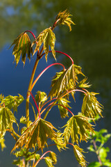 Young spring Green fresh maple leaves in macro. Summer sunny day, background image, spring concept