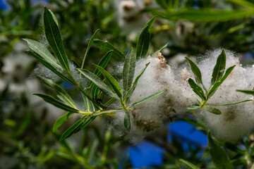 Salix atrocinerea. Close-up of a jack salce branch with the mature female catkins, seeds, and leaves
