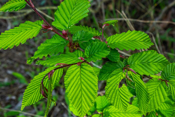 Hornbeam leaf in the sun. Hornbeam tree branch with fresh green leaves. Beautiful green natural background. Spring leaves