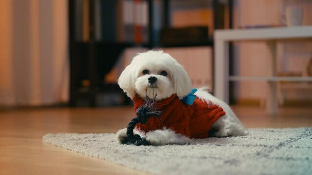 Adorable fluffy Maltese puppy playing with pet toy and barking, little friend