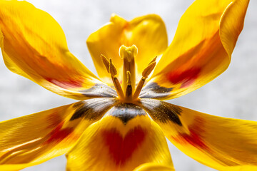 Marcoaufnahme - Blick in das Innere einer gelben Tulpe