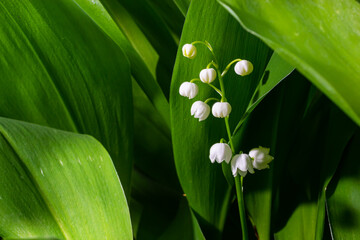 Lily of the Valley flowers Convallaria majalis with tiny white bells. Macro close up of poisonous flowering plant. Springtime herald and popular garden flower - obrazy, fototapety, plakaty
