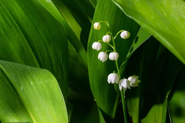 Draagtas Lily of the Valley flowers Convallaria majalis with tiny white bells. Macro close up of poisonous flowering plant. Springtime herald and popular garden flower © Oleh Marchak
