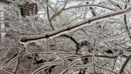 Icy Tree Branch with Hanging Icicles and Suburban Backdrop