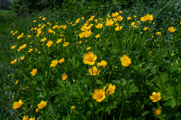 Close-up of Ranunculus repens, the creeping buttercup, is a flowering plant in the buttercup family Ranunculaceae, in the garden