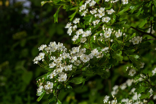Close-up of a branch of midland hawthorn or crataegus laevigata with a blurred background photographed in the garden of herbs and medicinal plants