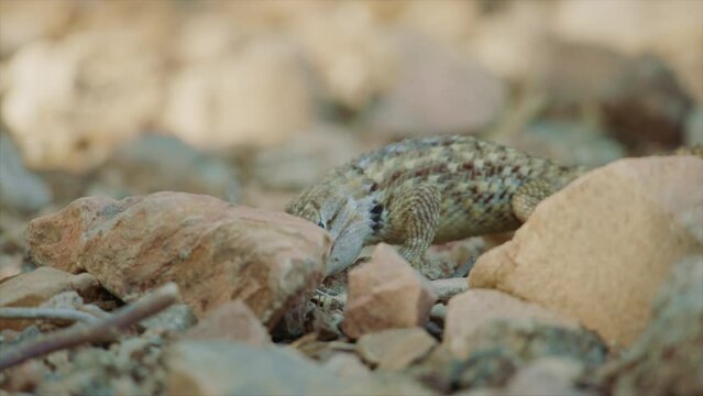 desret spiny lizard eats its prey in the Sonoran desert, Arizona, USA