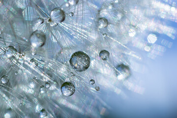 Water droplets on a Dandelion flower macro close-up morning sunshine with bokeh lights. Dandelion seed with reflection
