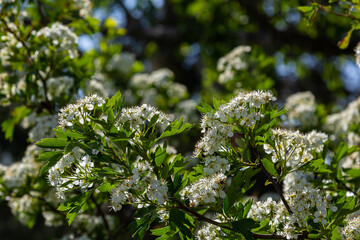 Close-up of a branch of midland hawthorn or crataegus laevigata with a blurred background photographed in the garden of herbs and medicinal plants