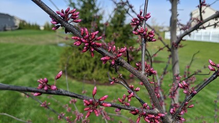 Spring Blossoms in Suburban Setting with Bokeh Background