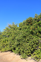 Ripe oranges hanging in a dense crown of citrus trees during  Arizona warm winter