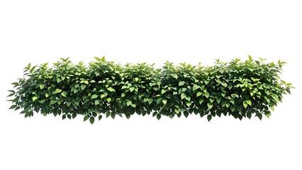 Green bush isolated on white background