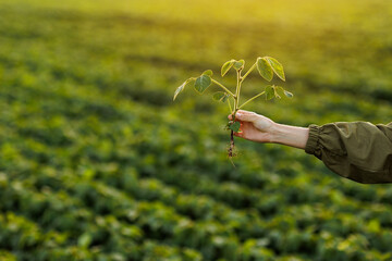 Close up of soybean plant in farmer's hand on natural cultivated soya field background. Agriculture...