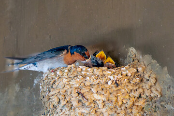 A welcome swallow (Hirundo neoxena) feeds its hungry chicks in a nest at Roaring Bay on the South Island of New Zealand..