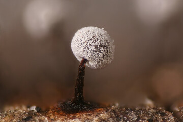 Didymium nigripes, a slime mold from Finland, microscope image