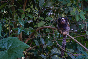 Sagui monkey in the wild, in the countryside of São Paulo Brazil.