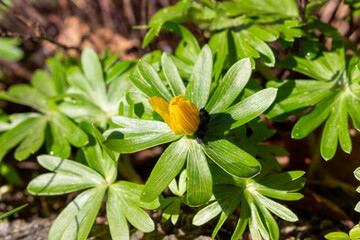 yellow errant flower in the garden