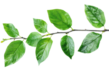 Leafy greens isolated on white