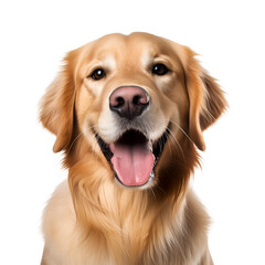 Portrait of a happy golden retriever dog in close up, Isolated on Transparent Background, PNG