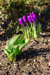 purple crocus in spring