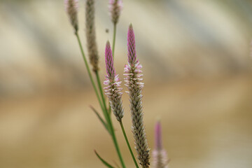 celosia spicata flower plant with the dominant color white and pink at the tip of the flower isolated on blur background