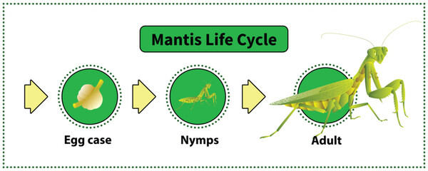 The life-cycle of mantis. Predatory insects. Eat insects for food.