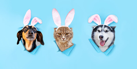 a funny Easter dog and cat wear hat with rabbit ears isolated on blue background. Happy Easter holiday.