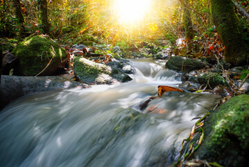 A paradisiacal scene of a small stream with late afternoon sunlight in the fall, surrounded by rainforest vegetation.
