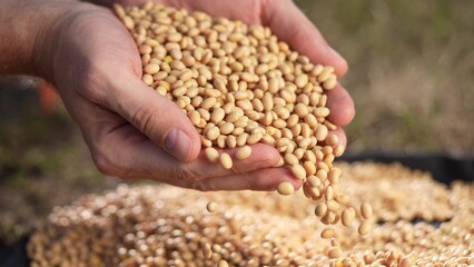 soybean agriculture. farmer holding soybean grains close-up. agriculture business soy a farm concept. farmer hands are lifestyle sorting out soybean grains holding in his hands