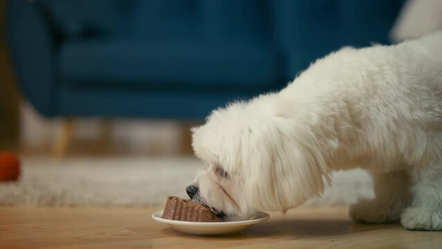 Purebred fluffy puppy eating wet dog food at home, balanced pet nutrition