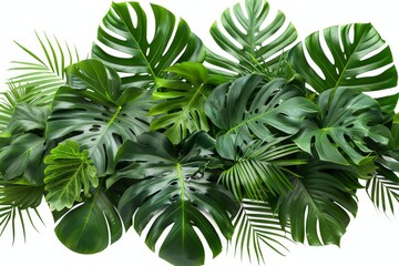 Plant jungle bush foliage arrangement with Monstera and tropical plants palm leaves isolated on white background.