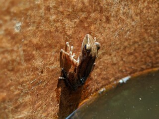 A striped tree frog with the Latin name Polypedates megacephalus attached