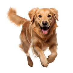 Golden retriever dog, happy and playing, captured in a full body photo, Isolated on Transparent Background, PNG