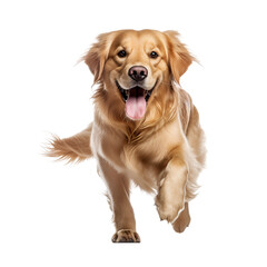 Running and playing golden retriever dog, full body photo, looks happy, Isolated on Transparent Background, PNG