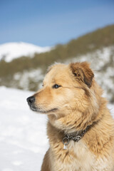 portrait of a long-haired, tan-colored dog with blue eyes on a winter day in the snow