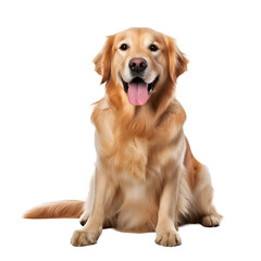 Sitting golden retriever dog, full body photo, looks happy, Isolated on Transparent Background, PNG