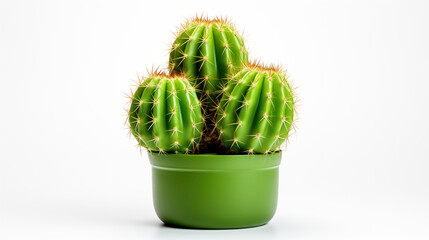 Green cactus in a pot on a white isolated background.