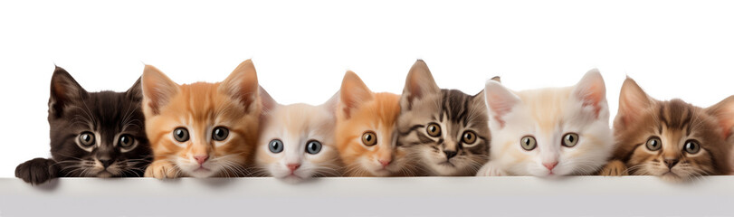 Banner with cats in a row isolated on transparent background.