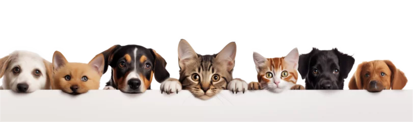 Foto op Plexiglas Banner with cats and dogs in a row isolated on transparent background. © paulmalaianu