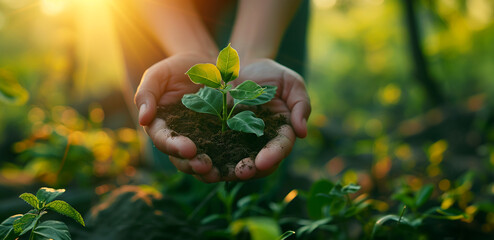 Horizontal banner of environment symbol, Earth Day In the hands of trees growing seedlings. Bokeh green on background. Female hands holding plants on nature field grass in the forest. Ecosystem, natur