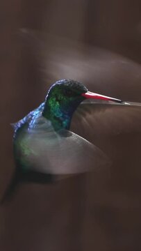 Close-up of hummingbird flying.