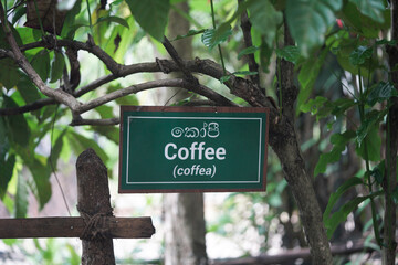Coffee tree sign in a garden. english and sri lanka language.       