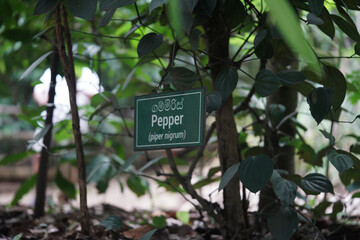 pepper tree sign in a garden. english and sri lanka language.