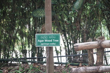 Agaar wood tree sign (label), in a garden. english and sri lanka language.