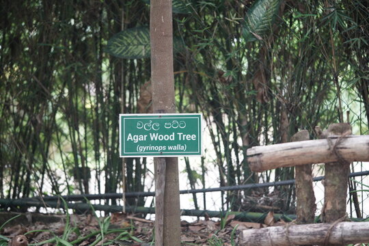 Agaar wood tree sign (label), in a garden. english and sri lanka language.