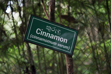 Cinnamon tree sign in a garden. english and sri lanka language.       